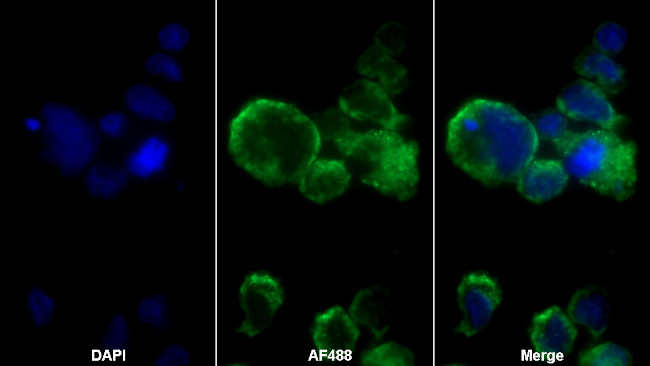 SIGLEC14 Antibody in Immunocytochemistry (ICC/IF)
