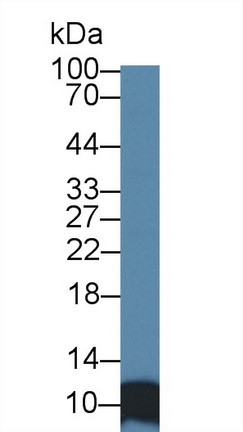 SRP9 Antibody in Western Blot (WB)