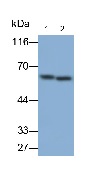 SIRP alpha Antibody in Western Blot (WB)