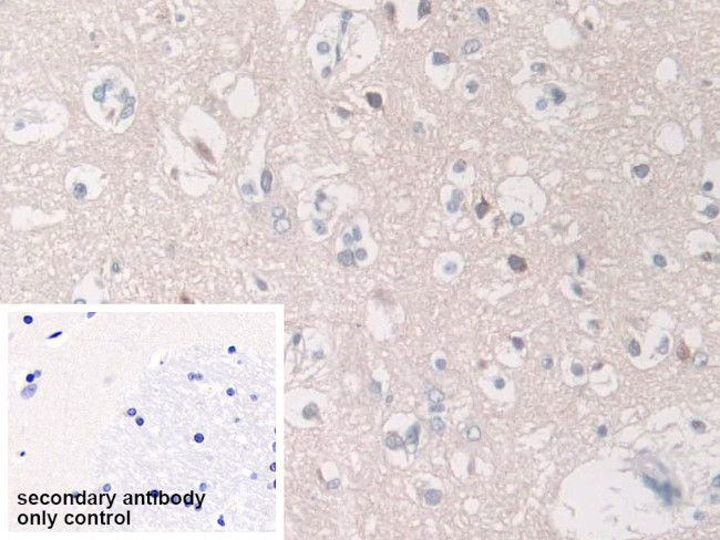 SPARCL1 Antibody in Immunohistochemistry (Paraffin) (IHC (P))