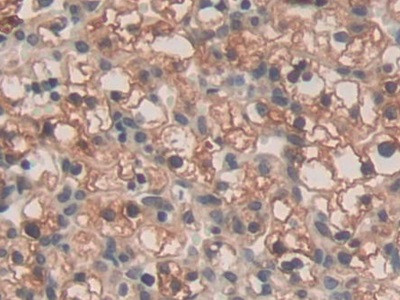 SPRY3 Antibody in Immunohistochemistry (Paraffin) (IHC (P))