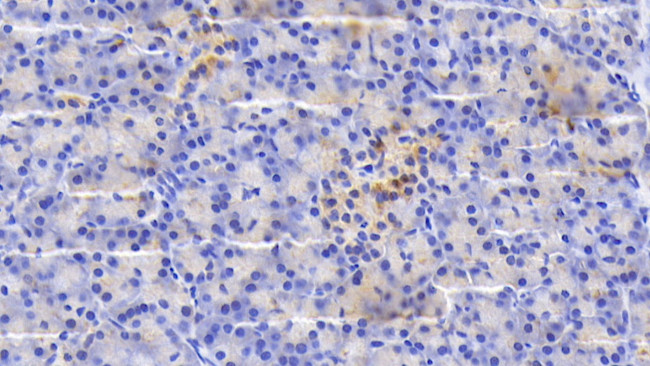 SDF2L1 Antibody in Immunohistochemistry (Paraffin) (IHC (P))