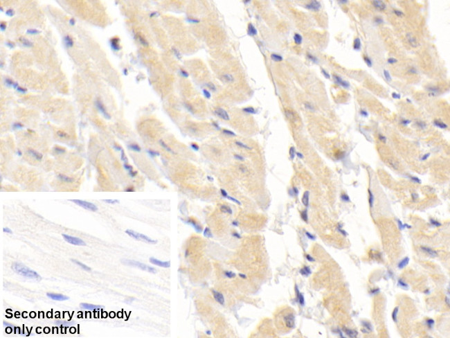 SOD1 Antibody in Immunohistochemistry (Paraffin) (IHC (P))