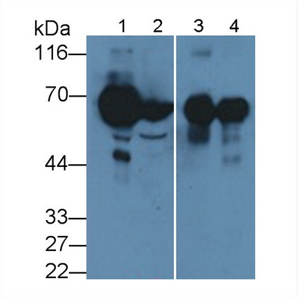 SBSN Antibody in Western Blot (WB)