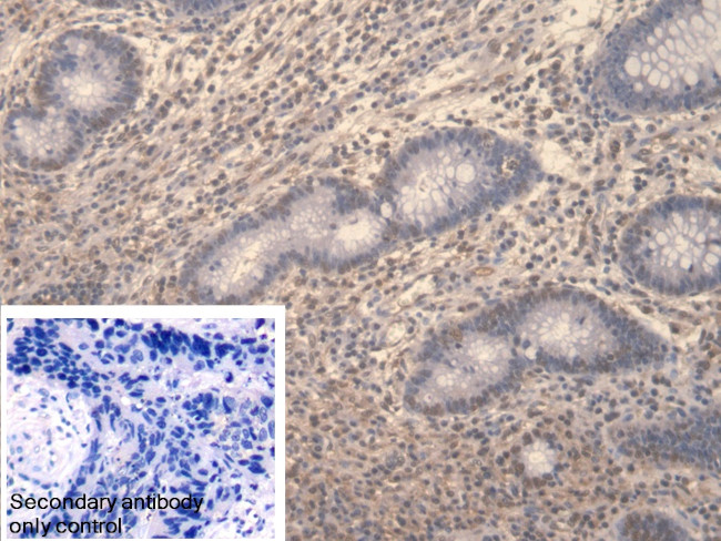 Symplekin Antibody in Immunohistochemistry (Paraffin) (IHC (P))
