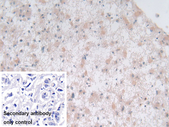 Syntaxin 2 Antibody in Immunohistochemistry (Paraffin) (IHC (P))