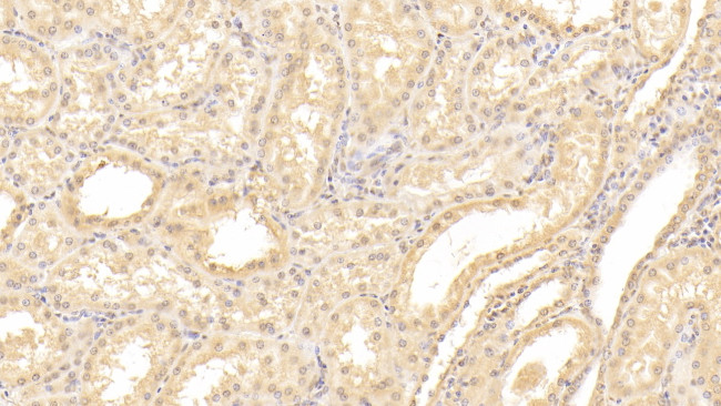 TXLNA Antibody in Immunohistochemistry (Paraffin) (IHC (P))