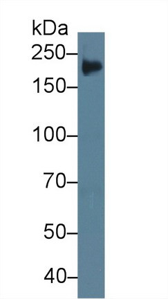 Tenascin C Antibody in Western Blot (WB)