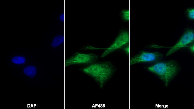 SERPINA7 Antibody in Immunocytochemistry (ICC/IF)