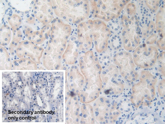 TRAF4 Antibody in Immunohistochemistry (Paraffin) (IHC (P))