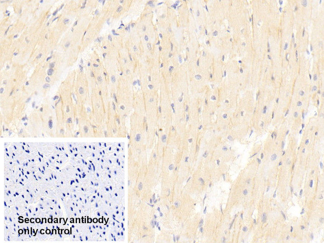 TRAF6 Antibody in Immunohistochemistry (Paraffin) (IHC (P))