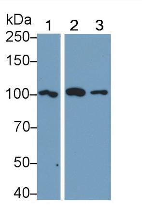 TLR5 Antibody in Western Blot (WB)