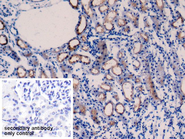 TMEM27 Antibody in Immunohistochemistry (Paraffin) (IHC (P))