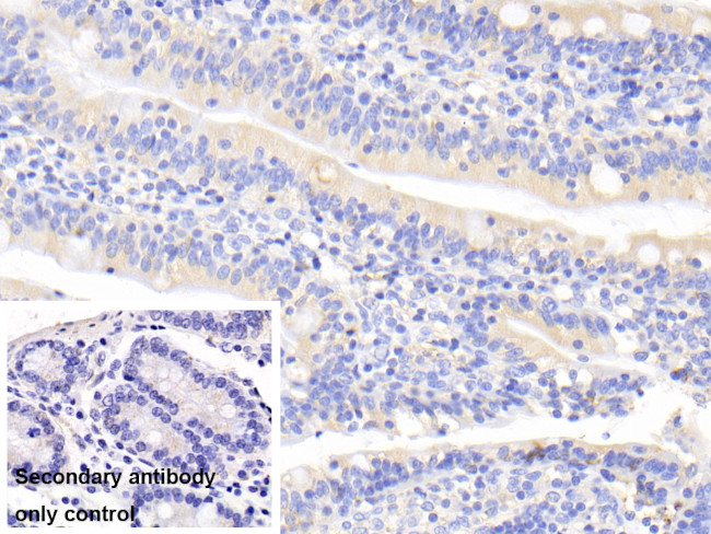 UCN2 Antibody in Immunohistochemistry (Paraffin) (IHC (P))