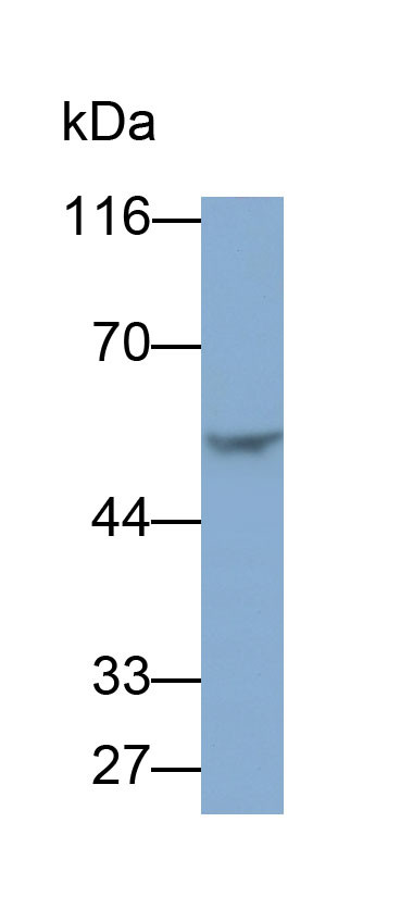 VNN1 Antibody in Western Blot (WB)