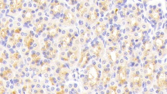 VWA1 Antibody in Immunohistochemistry (Paraffin) (IHC (P))