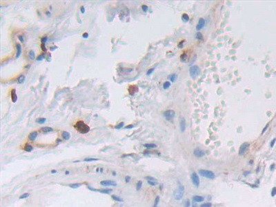 VWA3A Antibody in Immunohistochemistry (Paraffin) (IHC (P))
