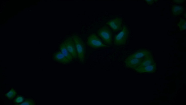XIAP Antibody in Immunocytochemistry (ICC/IF)