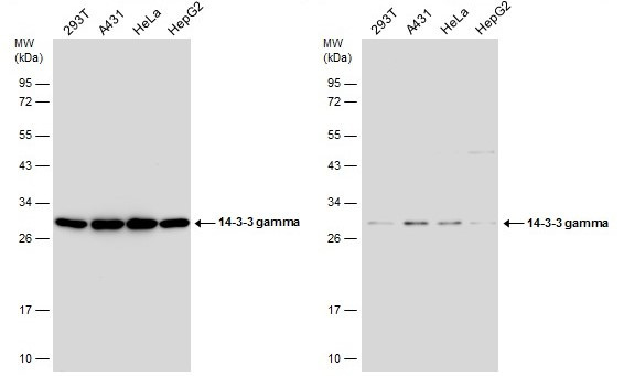 14-3-3 gamma Antibody in Western Blot (WB)