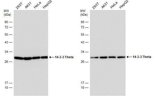 14-3-3 theta Antibody in Western Blot (WB)