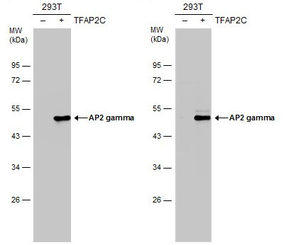AP2 gamma Antibody in Western Blot (WB)