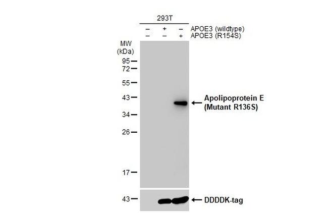 APOE (R136S Mutant) Antibody in Western Blot (WB)