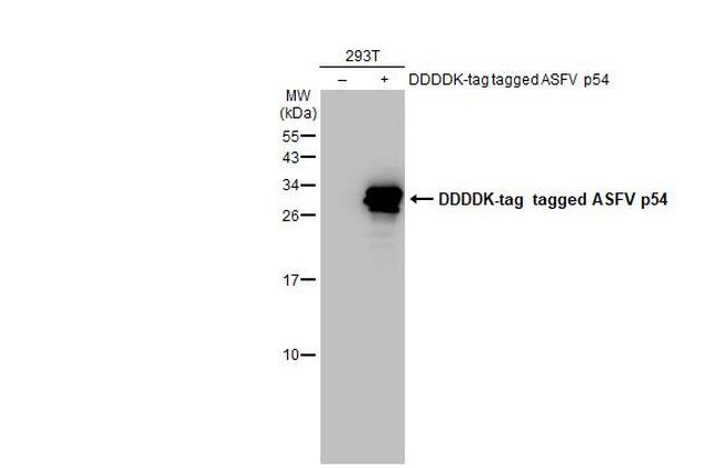 African Swine Fever Virus Structural Protein p54 Antibody in Western Blot (WB)