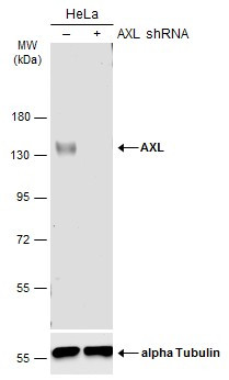 Axl Antibody in Western Blot (WB)
