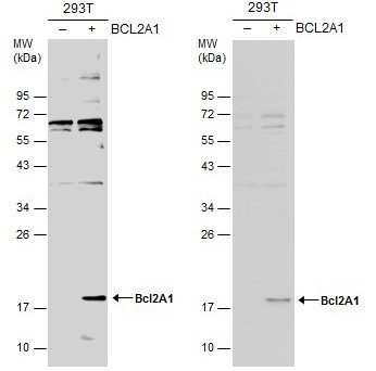 BCL2A1 Antibody in Western Blot (WB)