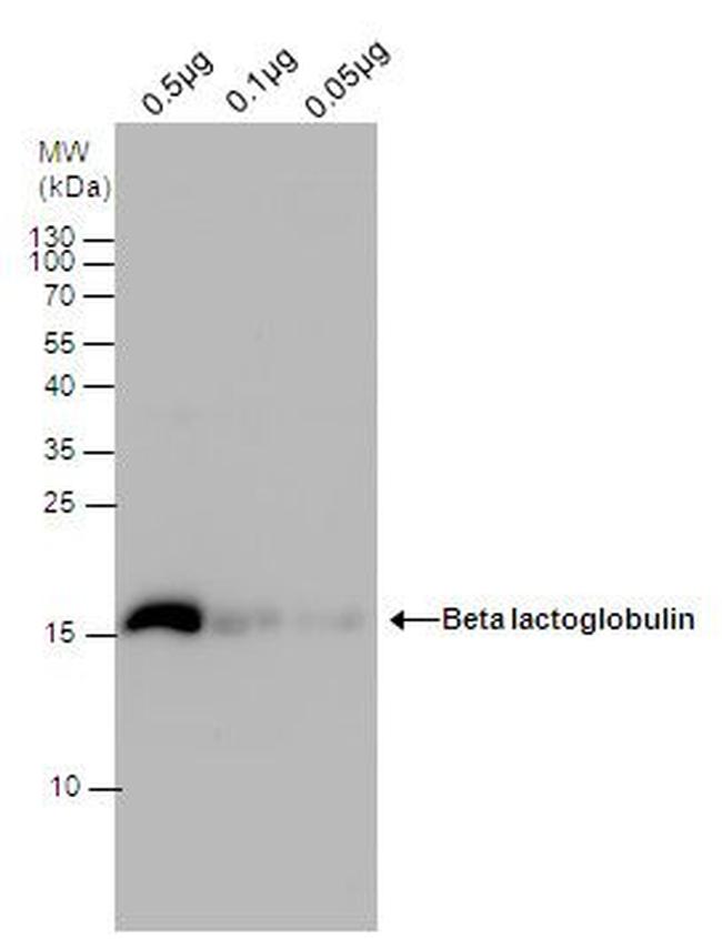 Beta Lactoglobulin Antibody in Western Blot (WB)