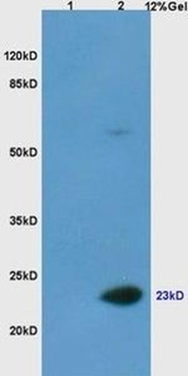 Casein Antibody in Western Blot (WB)
