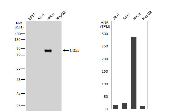 CD55 Antibody in Western Blot (WB)