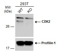 CDK2 Antibody in Western Blot (WB)
