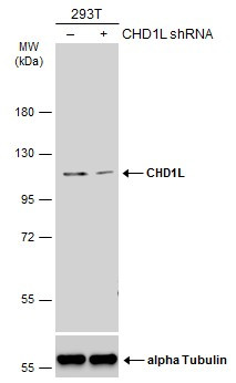 CHD1L Antibody in Western Blot (WB)