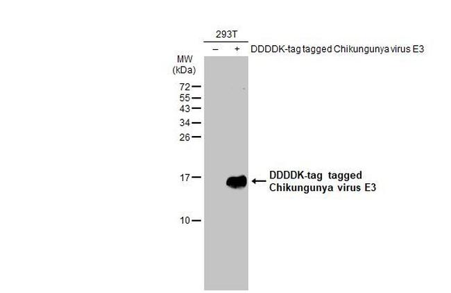 Chikungunya Virus E3 Antibody in Western Blot (WB)