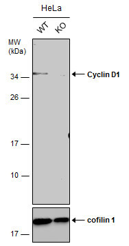 Cyclin D1 Antibody in Western Blot (WB)