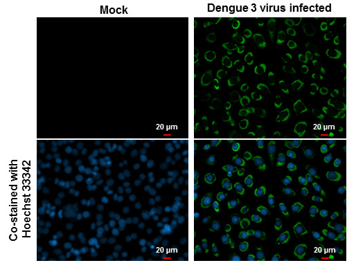 Dengue Virus Type 2 Capsid Antibody in Immunocytochemistry (ICC/IF)