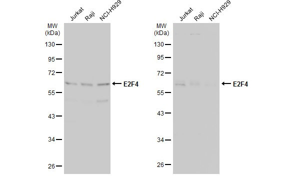 E2F4 Antibody in Western Blot (WB)
