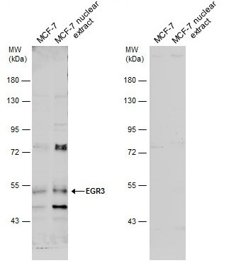 EGR3 Antibody in Western Blot (WB)