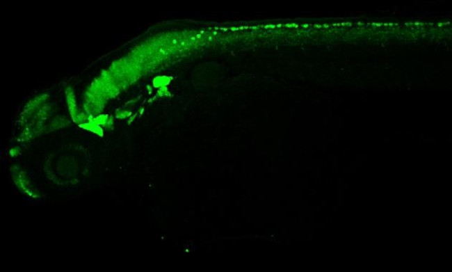HuC/HuD Antibody in Immunohistochemistry - Free Floating (IHC (Free))