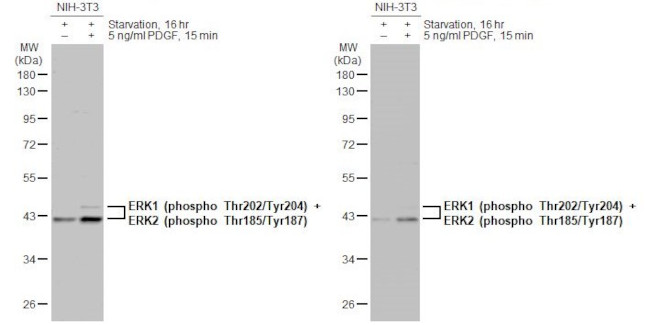 Phospho-ERK1/ERK2 (Thr185, Tyr187, Thr202, Tyr204) Antibody in Western Blot (WB)