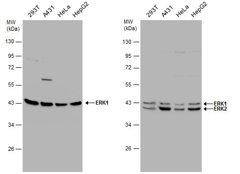 ERK1 Antibody in Western Blot (WB)