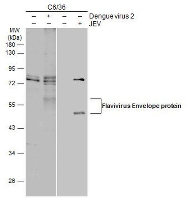 Flavivirus Envelope Antibody in Western Blot (WB)