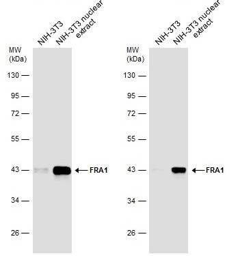Fra1 Antibody in Western Blot (WB)