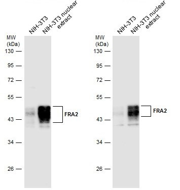 Fra2 Antibody in Western Blot (WB)