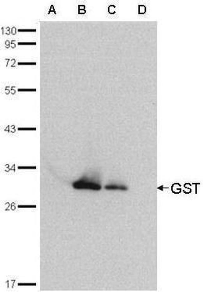 GST Tag Antibody in Western Blot (WB)