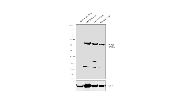 HA Tag Antibody in Western Blot (WB)