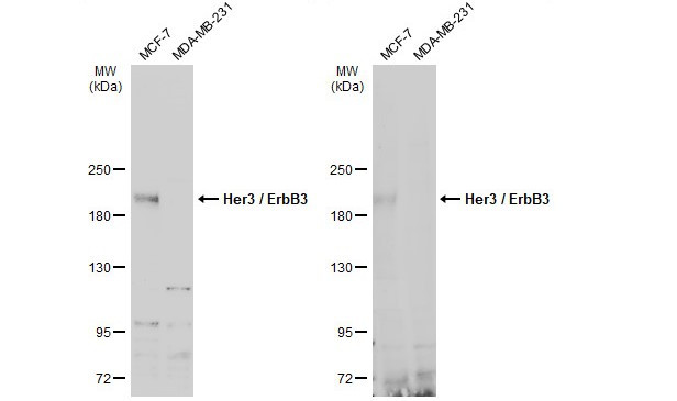 ErbB3 Antibody in Western Blot (WB)