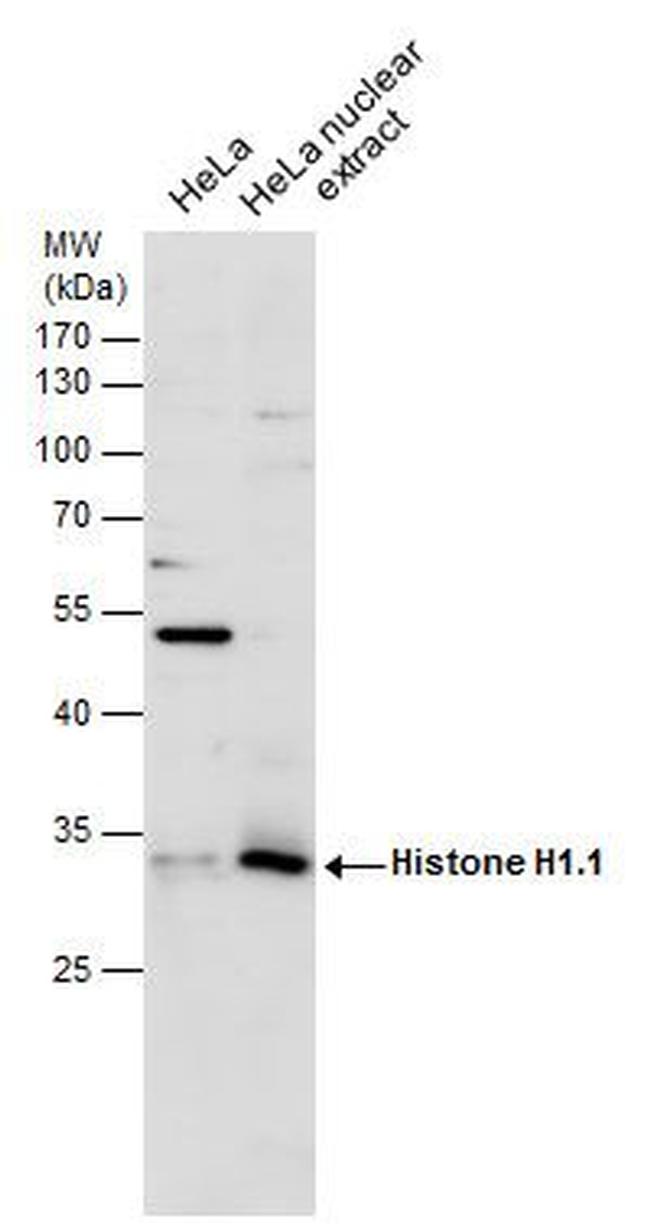 Histone H1.1 Antibody in Western Blot (WB)