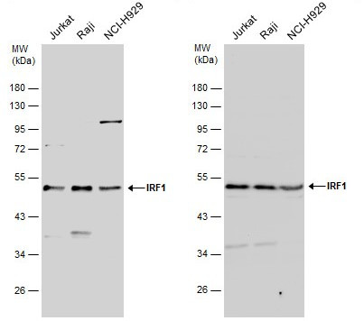 IRF1 Antibody in Western Blot (WB)